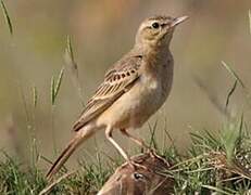 Pipit rousseline