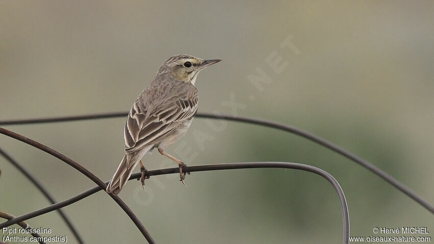 Pipit rousselineadulte nuptial