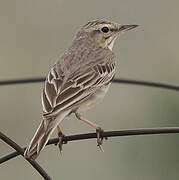 Pipit rousseline