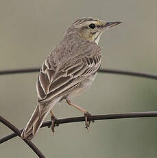 Pipit rousseline