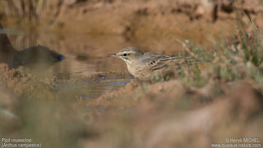 Pipit rousseline