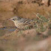 Tawny Pipit