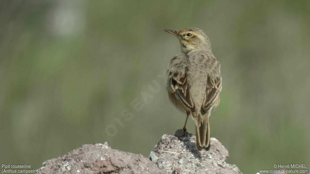 Pipit rousseline