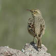 Pipit rousseline