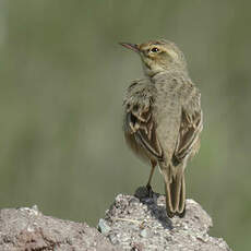 Pipit rousseline