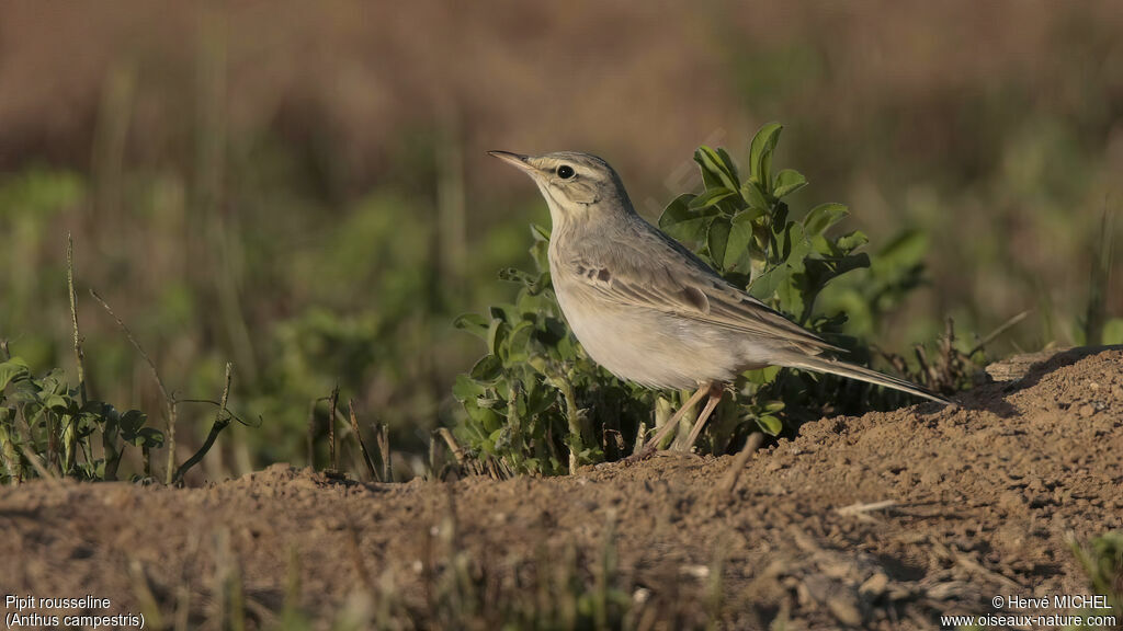 Pipit rousseline