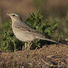 Pipit rousseline