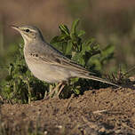 Pipit rousseline