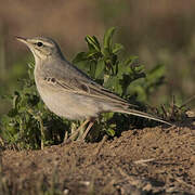 Tawny Pipit