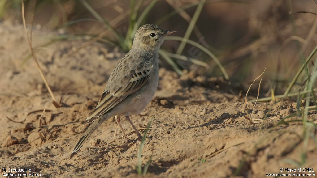 Pipit rousseline