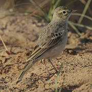 Tawny Pipit