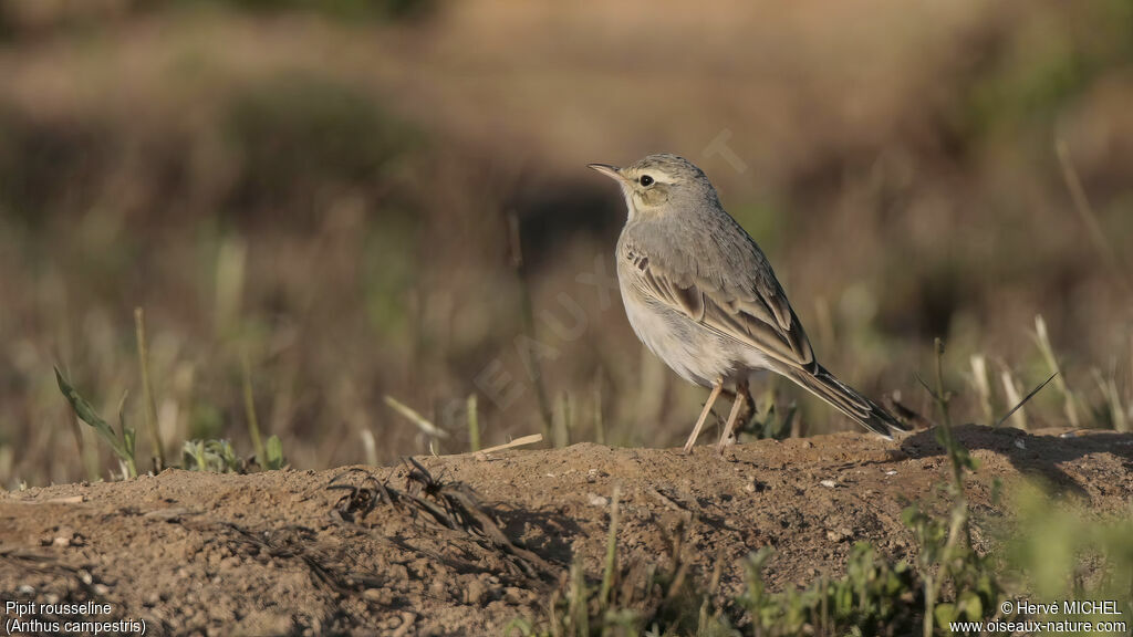 Pipit rousseline