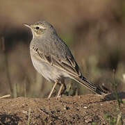 Pipit rousseline