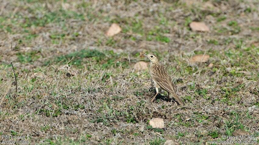 Paddyfield Pipit