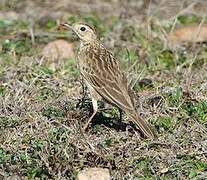 Paddyfield Pipit