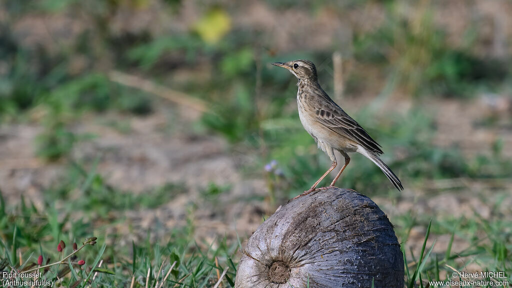 Paddyfield Pipit