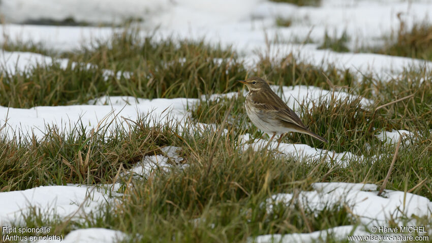 Pipit spioncelle