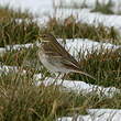 Pipit spioncelle