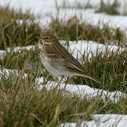 Pipit spioncelle