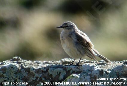 Pipit spioncelleadulte nuptial