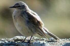 Water Pipit