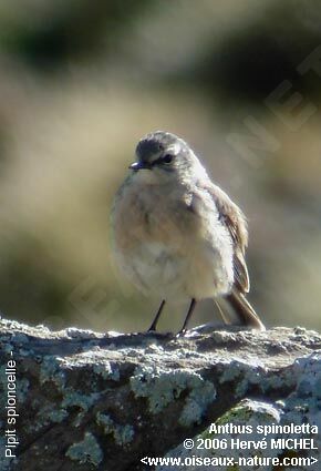 Water Pipitadult breeding