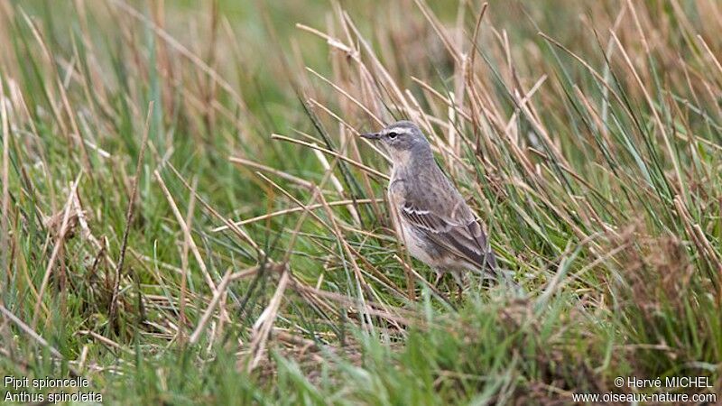 Pipit spioncelleadulte nuptial, identification