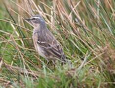 Water Pipit