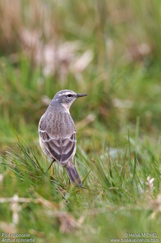 Pipit spioncelleadulte nuptial, identification