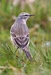 Pipit spioncelle