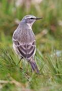 Water Pipit