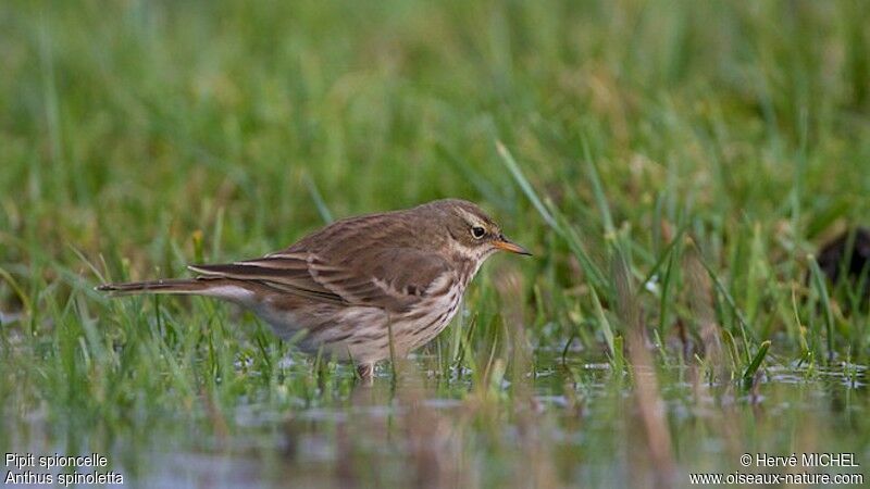 Pipit spioncelle