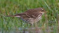 Pipit spioncelle