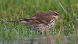 Water Pipit