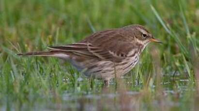 Pipit spioncelle