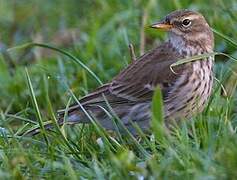 Water Pipit