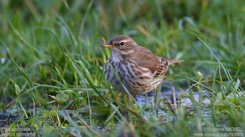 Pipit spioncelle