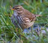 Water Pipit