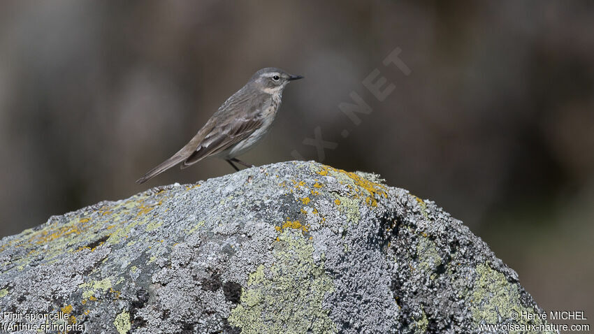 Pipit spioncelleadulte nuptial