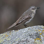 Water Pipit