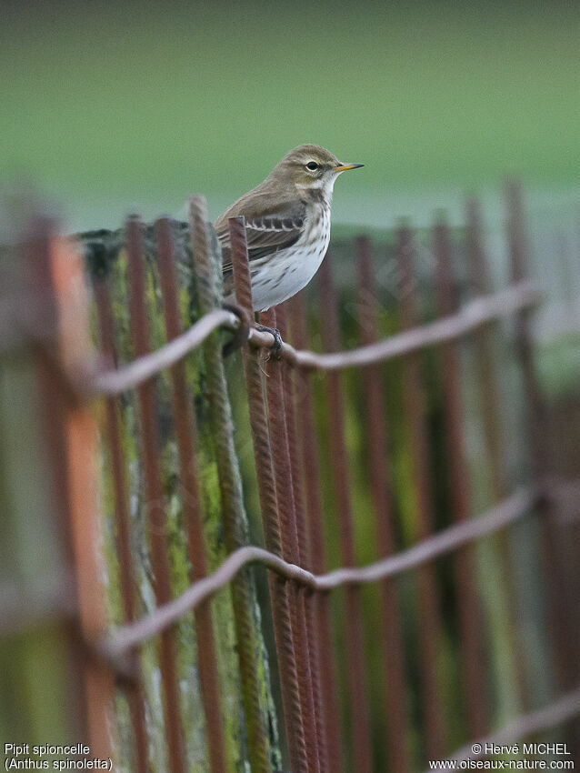 Water Pipit