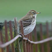 Water Pipit