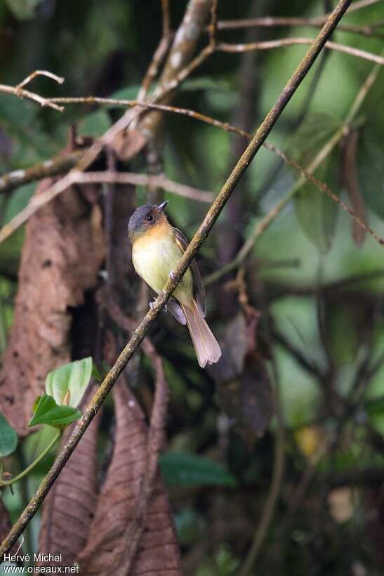 Rufous-breasted Flycatcheradult, habitat