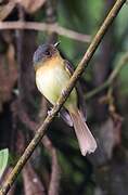 Rufous-breasted Flycatcher