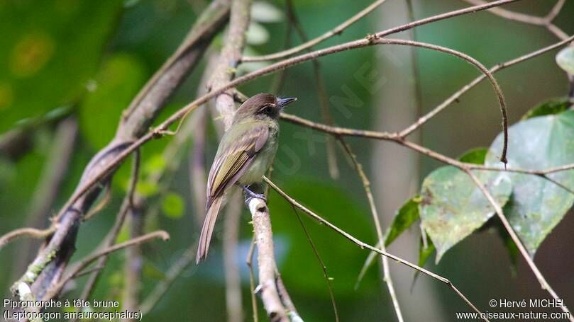 Sepia-capped Flycatcher