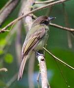 Sepia-capped Flycatcher