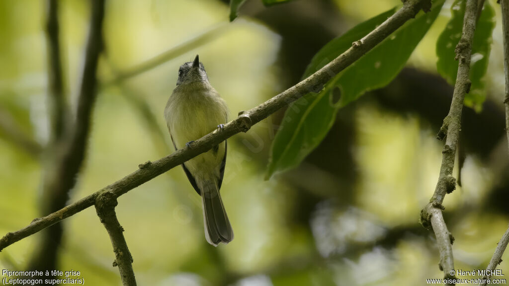 Slaty-capped Flycatcher