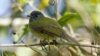 Streak-necked Flycatcher