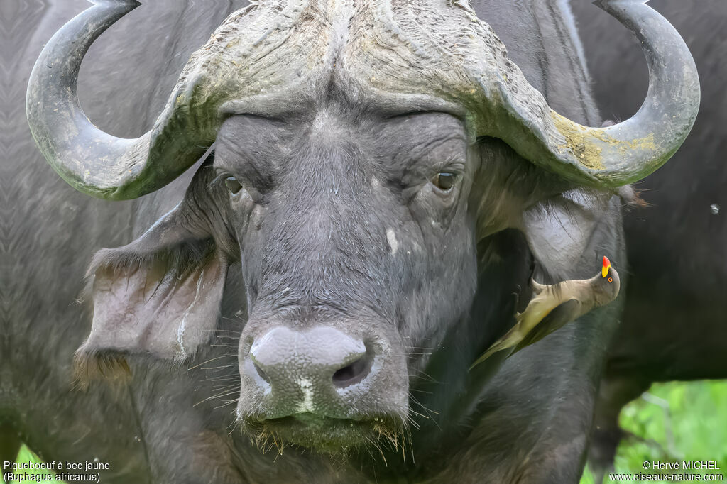 Yellow-billed Oxpecker