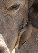 Yellow-billed Oxpecker